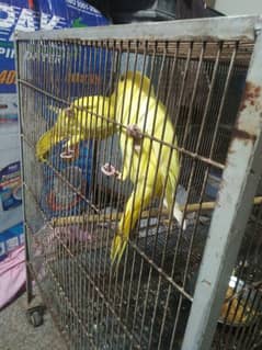 yellow ring nack