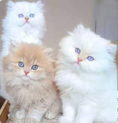 Persian cat for sale male or female my WhatsApp 0330=17=50=780