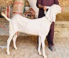 Rajanpuri Goat