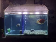 aquarium and fish