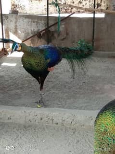 Green Java Peacock for sale 03477484596 call wahtasp