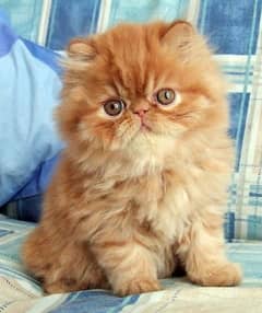 Persian cat for sale male or female my WhatsApp 0330=17=50=780