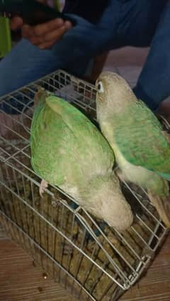 hand tame chicks healthy n active