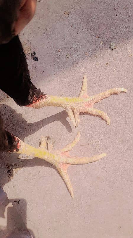 Mianwali aseel for sale 1