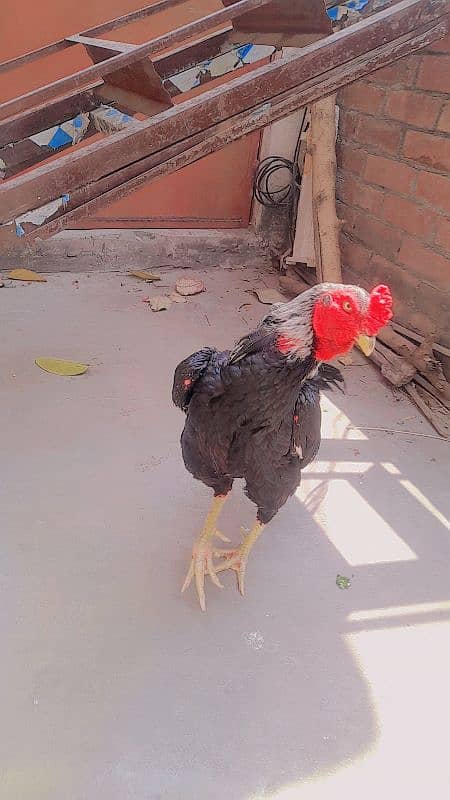 Mianwali aseel for sale 3