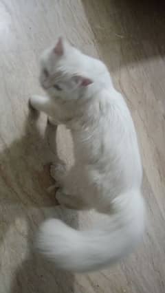 persian cat