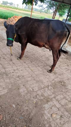 best quality cow