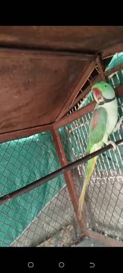 raw Parits breeder pair