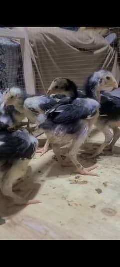 PURE BLACK GERMAN O SHAMO CHICKS