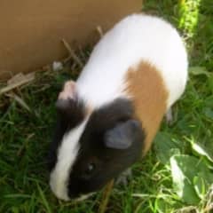Ginipig