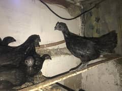 Ayam cemani chicks | golden buff | silver buff