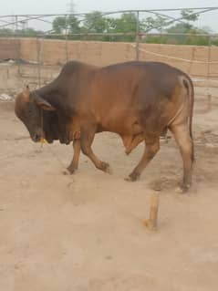 bachra/wacha/cow/bull/qurbani
