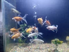 goldfish for sale