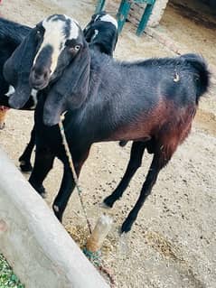 Black color beautiful bakra