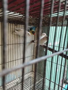 Love bird