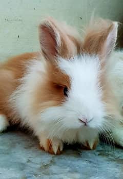 Lionhead dwarf bunnies