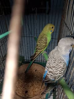 Budgies Bajri for sale