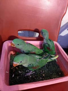 Raw parrot jumbo size