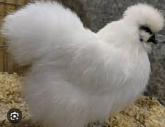 Silkie Chicks ,Rir Roaster ,Lohman Brown hens, ,Lohman Black RiR chick