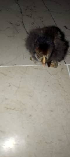 chick