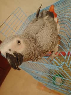 Congo