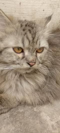 kitten