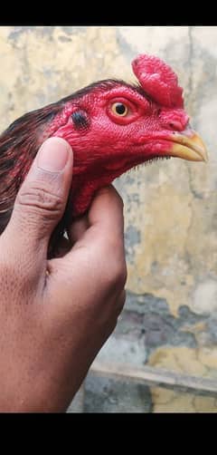 mainwli