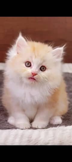 Persian cat for sale male or female my WhatsApp 032592=17==964