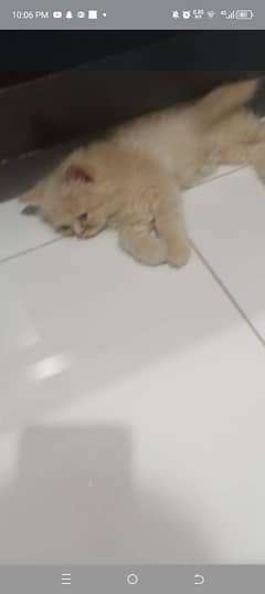 Persian