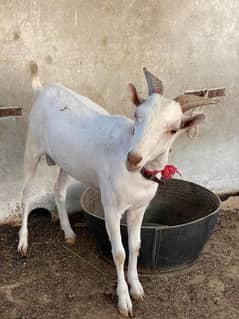 Gulabi teddy goat