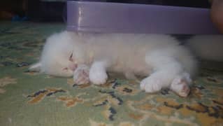 Persian kittens