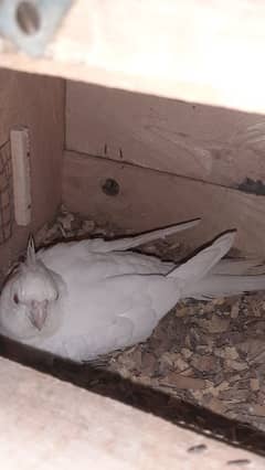 eno k male  red eye m fertail h full female uhr gai h for sale