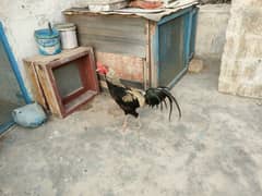 aseel pair
