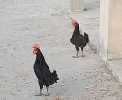 australorp male for sale