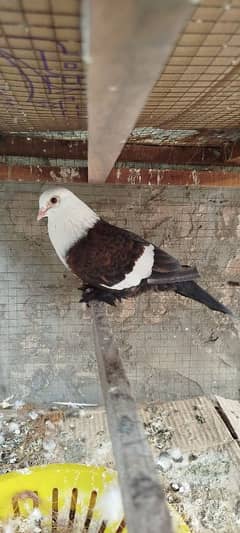 Karbalai Breeder Male