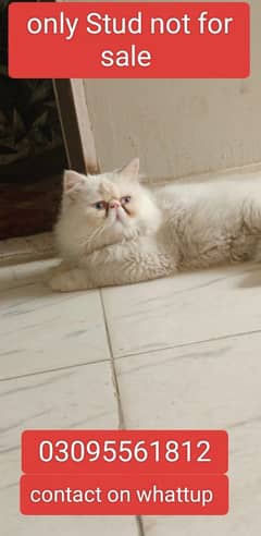 piki face male cat