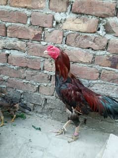 good quality aseel no Desi cross mianwali only 11000 rs pair