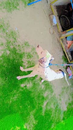 pointer dog