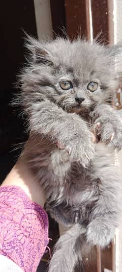 Persian