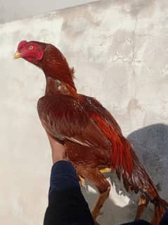 Aseel