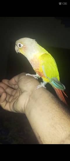 hand tame full frandhly