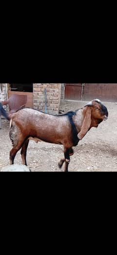 nagra bakra