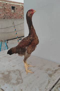 Shamo