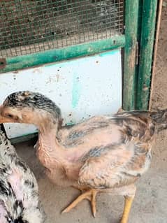 aseel chiks and murgi 03154262527