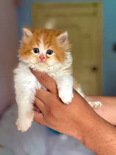 Persian