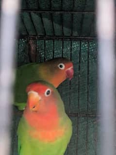 parrots