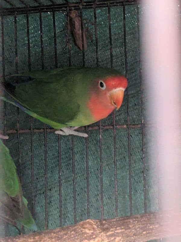 parrots for sale 1