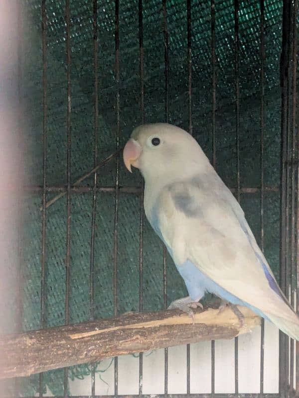 parrots for sale 2