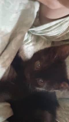 bombay female cat only serious buyers contact plz