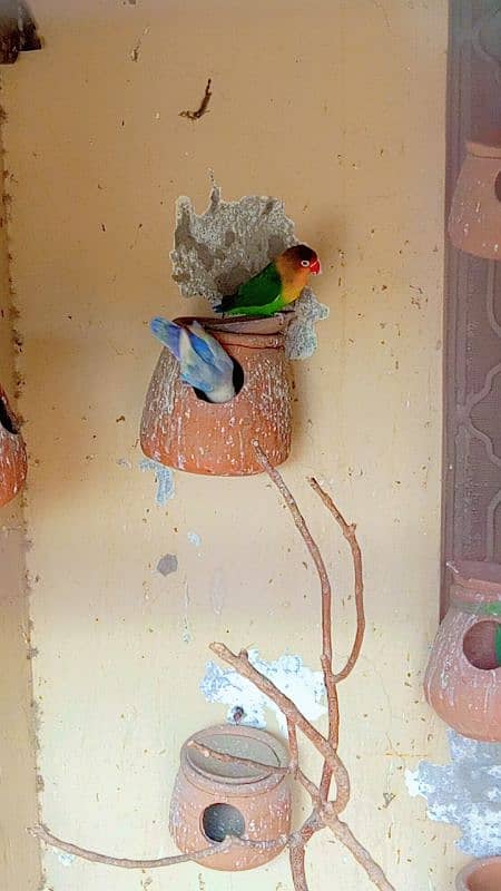 Love birds Breeder pair 1